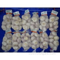 High Quality Best Price Fresh New Garlic